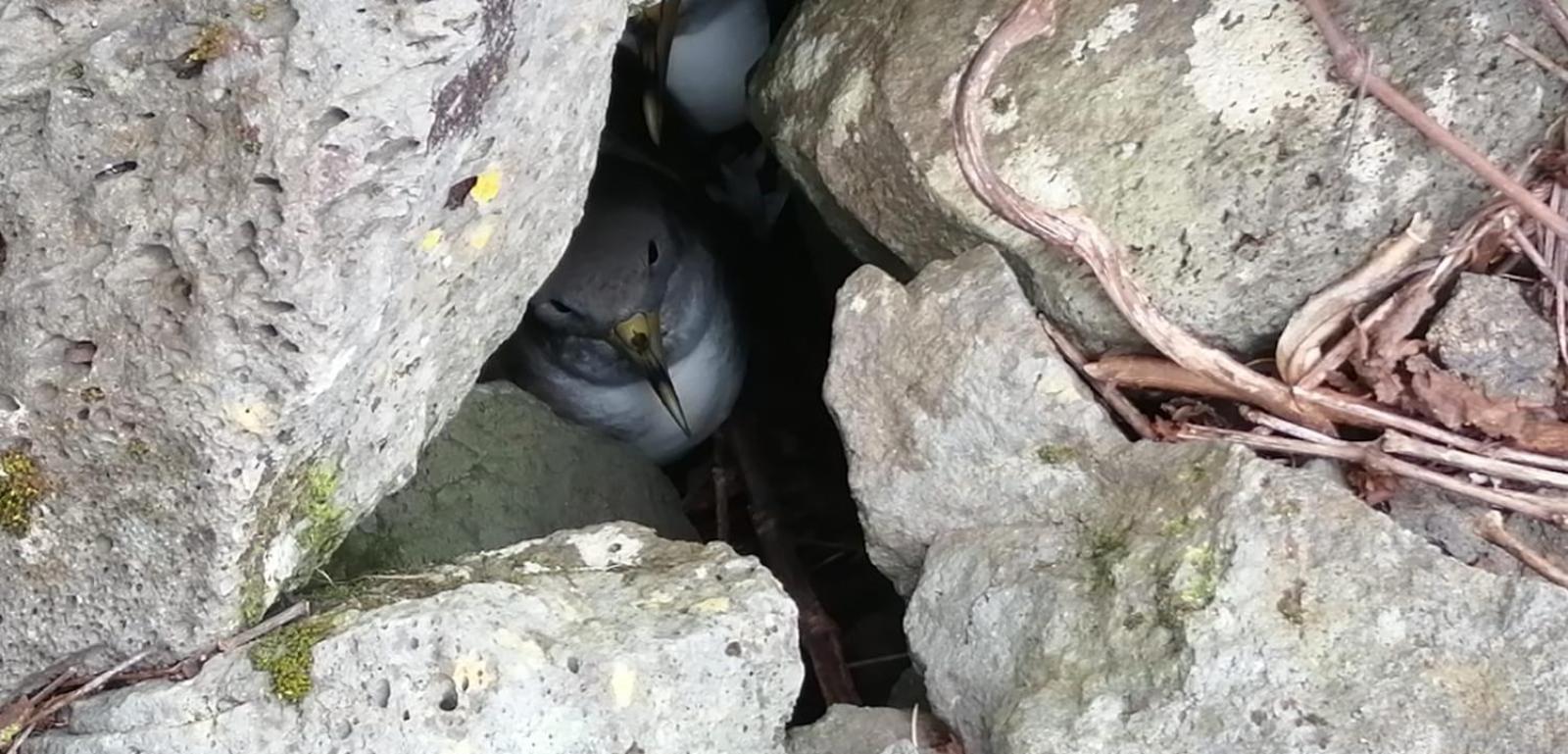 Vistalinda Farmhouse Faja dos Vimes Luaran gambar